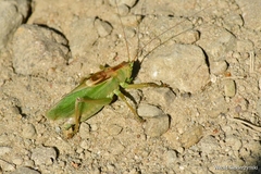 Tettigonia cantans