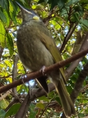 Meliphaga lewinii