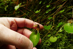 Corybas iridescens