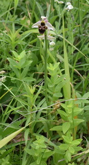 Ophrys oestrifera