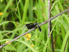 Erythrodiplax funerea