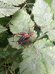 Barbitistes serricauda