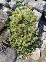 Crithmum maritimum