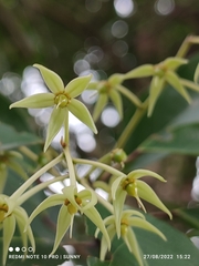 Elaeocarpus griffithii