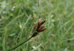 Fimbristylis