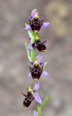 Ophrys oestrifera