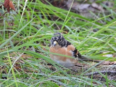 Fringilla montifringilla