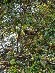 Meliphaga lewinii