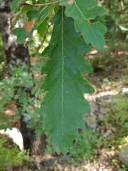 Quercus cerris