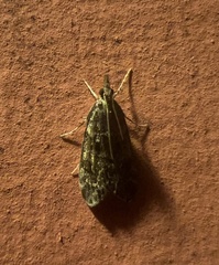 Scopariinae