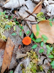 Hygrocybe miniata