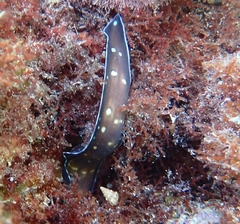 Muraena helena
