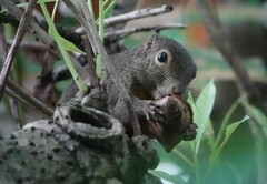 Callosciurus notatus