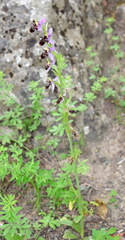 Ophrys oestrifera