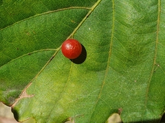 Andricus noliquercicola