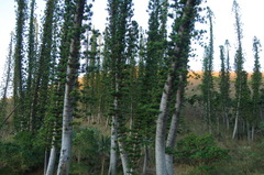 Araucaria columnaris