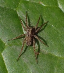 Pardosa