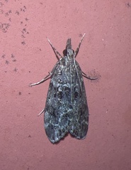 Scopariinae
