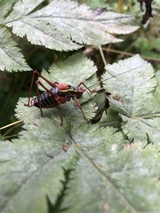 Barbitistes serricauda