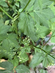 Cryptotaenia canadensis