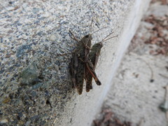 Shirakiacris shirakii