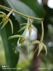 Elaeocarpus griffithii