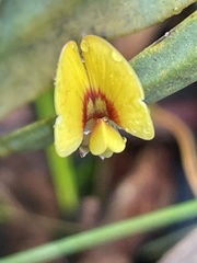 Bossiaea scolopendria