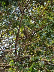 Meliphaga lewinii