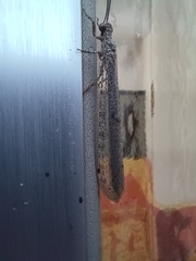 Distoleon tetragrammicus