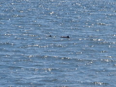 Phocoena phocoena