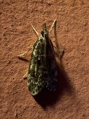 Scopariinae
