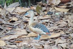 Dendrocygna javanica