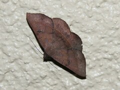 Eulepidotinae