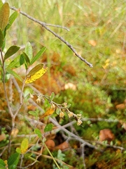 Chamaedaphne calyculata
