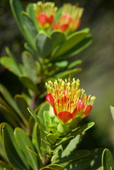 Xanthostemon aurantiacus