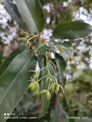 Elaeocarpus griffithii
