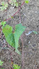 Fallopia convolvulus