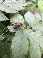 Barbitistes serricauda