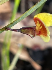 Bossiaea scolopendria