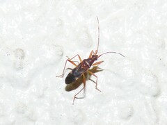 Eustictus