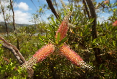 Grevillea