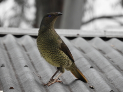 Ptilonorhynchus violaceus