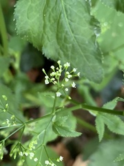 Cryptotaenia canadensis