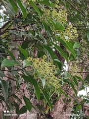 Elaeocarpus griffithii