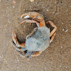Liocarcinus holsatus
