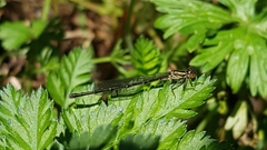 Xanthocnemis zealandica