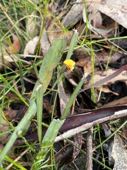 Bossiaea scolopendria