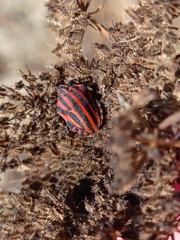 Graphosoma italicum italicum