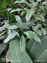 Elaeocarpus griffithii