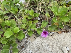 Ipomoea pes-caprae